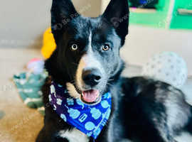 Beautiful Siberian Husky Cross Male -Available Now