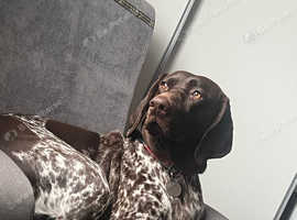 German Short-Haired Pointer - Lucy (3 years old)