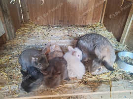 Angora rabbit babies