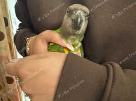 Senegal parrot tame