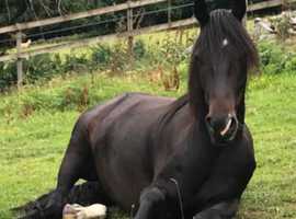 Stable and grazing available