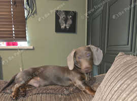 2 mini Dachshund older pups.