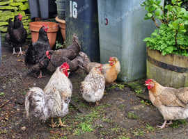 Quartet of Cream Legbar 2024 birds - Blue egg layers - £75 for the 4 birds