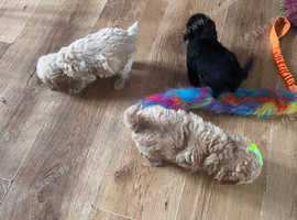 Toy poodle