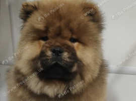 Red chow chow female