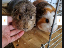 2 male pigs and cage