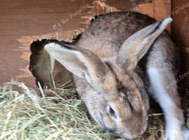 22 week old New Zealand Rabbits
