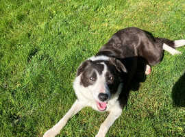 2 year old Collie