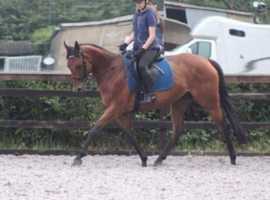12 year old ,15hh TB mare