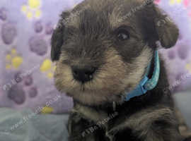 . Any questions Minature schnauzer puppies looking for forever homes