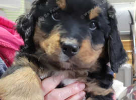 Bernedoodle puppy