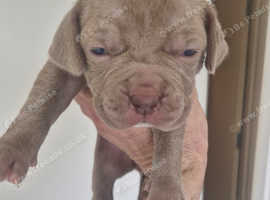 Cane corse x American bulldog