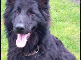 Long haired black German shepherd