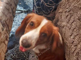 Welsh springer Spaniel female