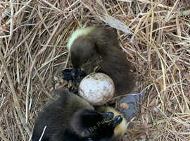 Ducklings cross breeds