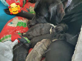 Stunning cane corso puppies