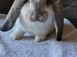 French Lop ready  to reserve.