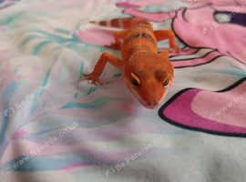 Leopard geckos