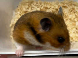 Adult Syrian hamsters from pedigree show stock.