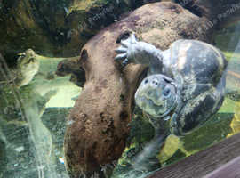 Common musk turtle
