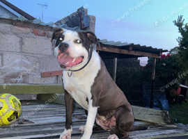 Rehoming my beloved bara she is an American amstaff