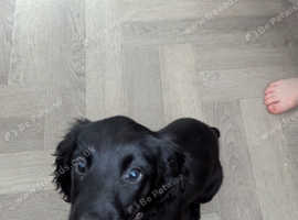 Nell