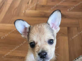 Puppy for sale