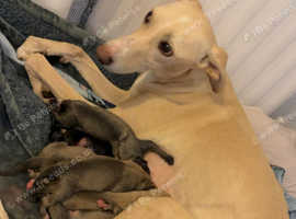 Sloughi x bullwhippet