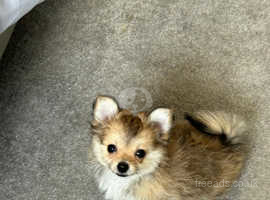 Lovely Pom chi for sale *reduced price £900*