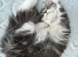 Maine coon kitten