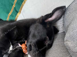 Border collie x lurcher puppy 9 weeks old