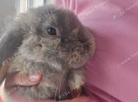 Giant lop male 12weeks