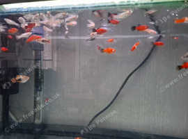 Guppies , Platys , Swords