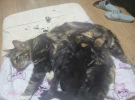3 kittens 4 sale £130