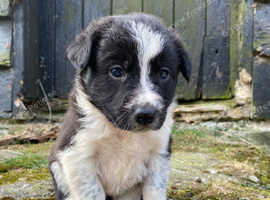 Adorable Border Collie Puppies for Sale