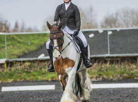 Beautiful Boy cob pony