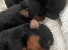 Beautiful Registered Full Redigree Yorkshire Terrier Puppies For Sale