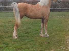 Stunning palomino filly