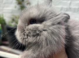 Beautiful Vienna blue and white lionheads