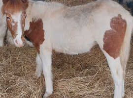 Cob x Yearling Filly