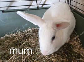 Bunnies for sale