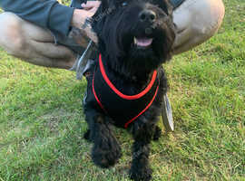 Beautiful patterdale