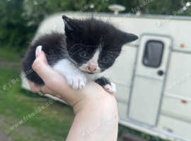 Kittens