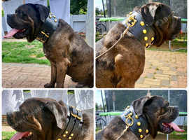 Male Bull Mastiff