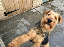Welsh Terrier Male