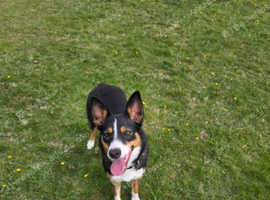 Female collie