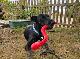 Gorgeous Ronnie available for adoption