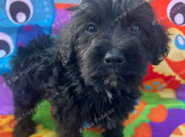 Yorkiepoo  puppies