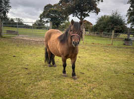 Standard Shetland Gelding