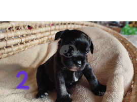 Meet our 9 friendly little Miniature Schnauzer puppies